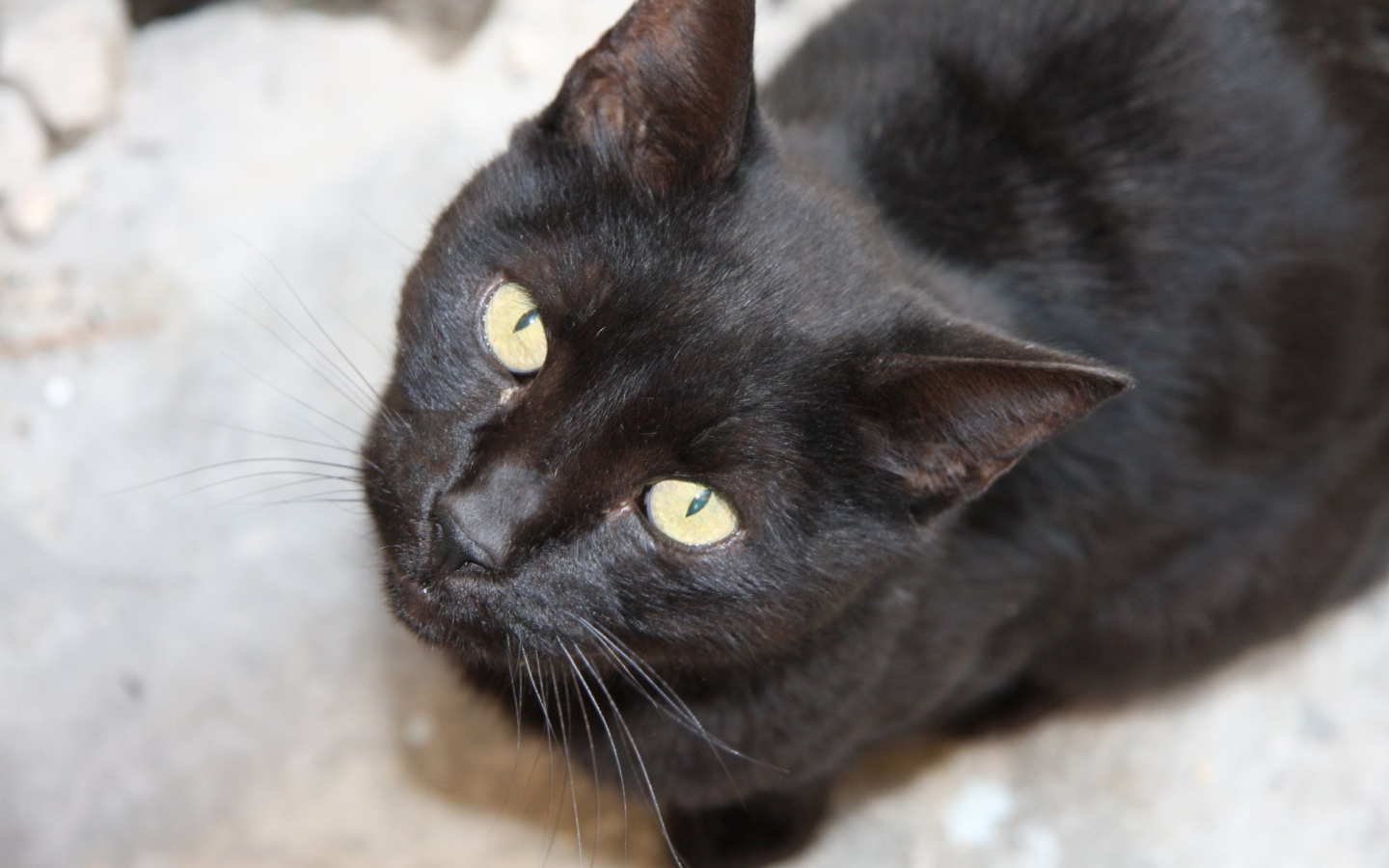 Красивая бомбейская кошка