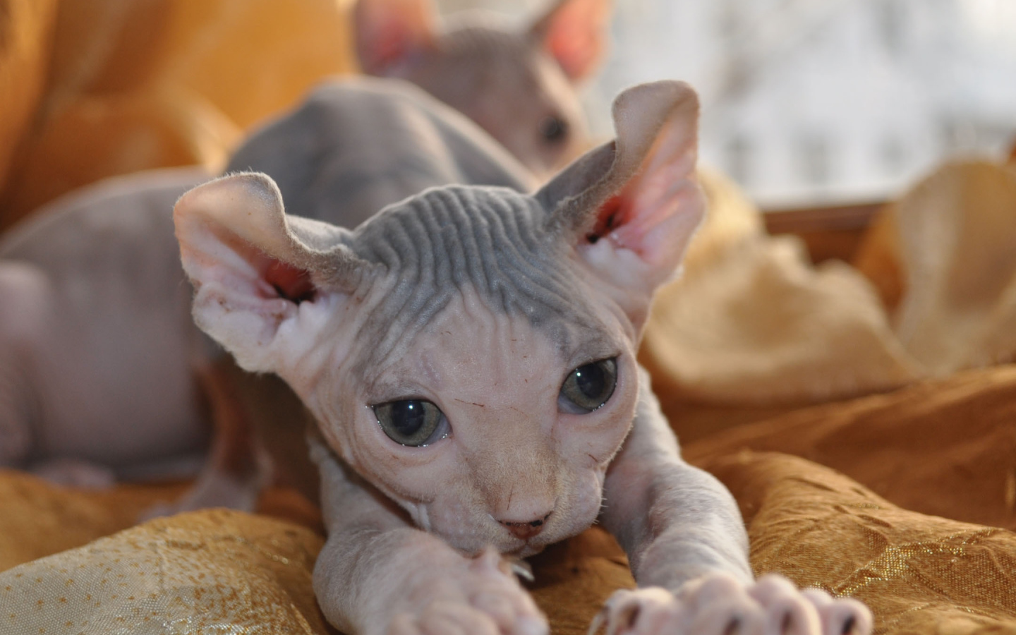 Красивый котенок минскин