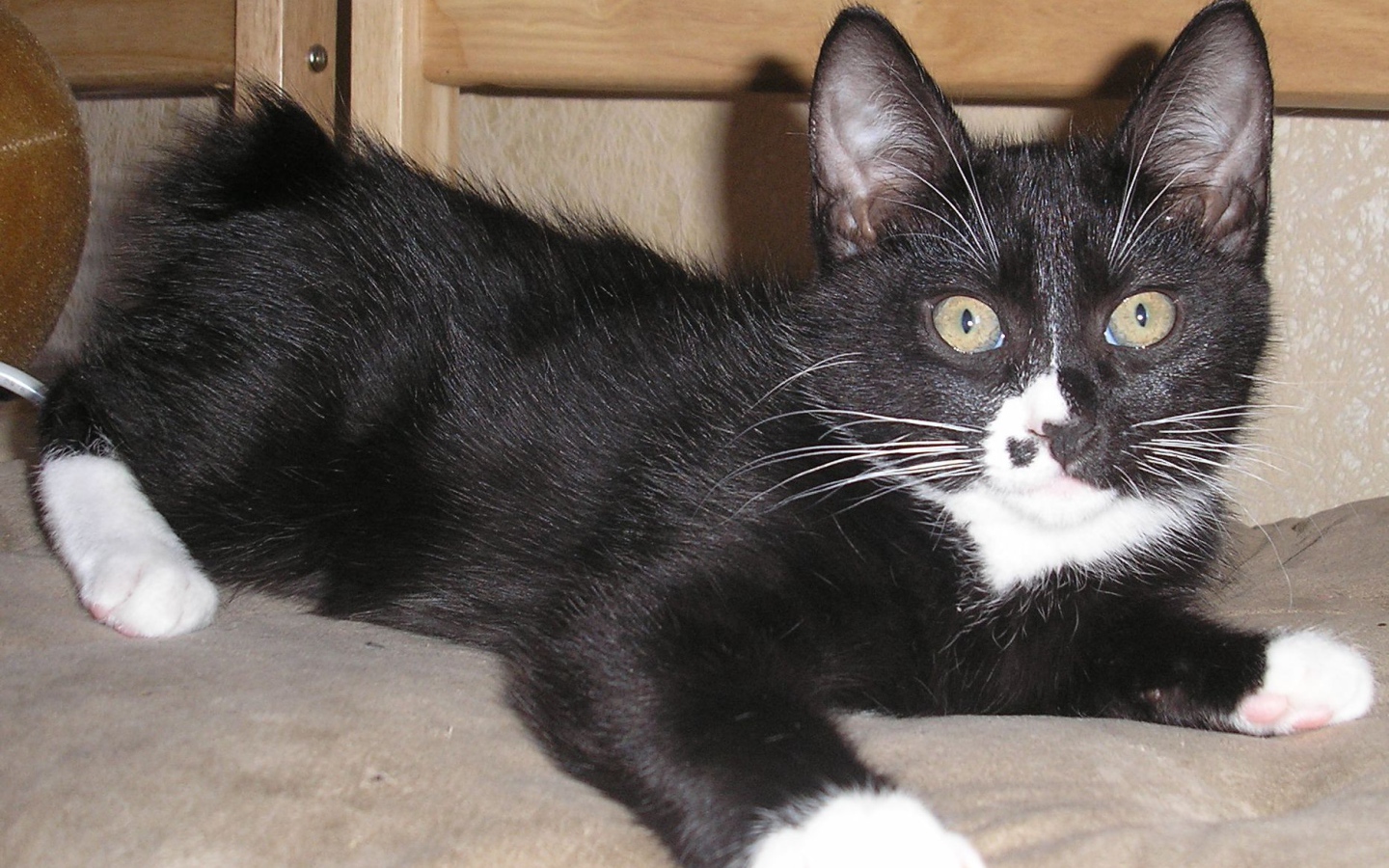 Черный курильский бобтейл