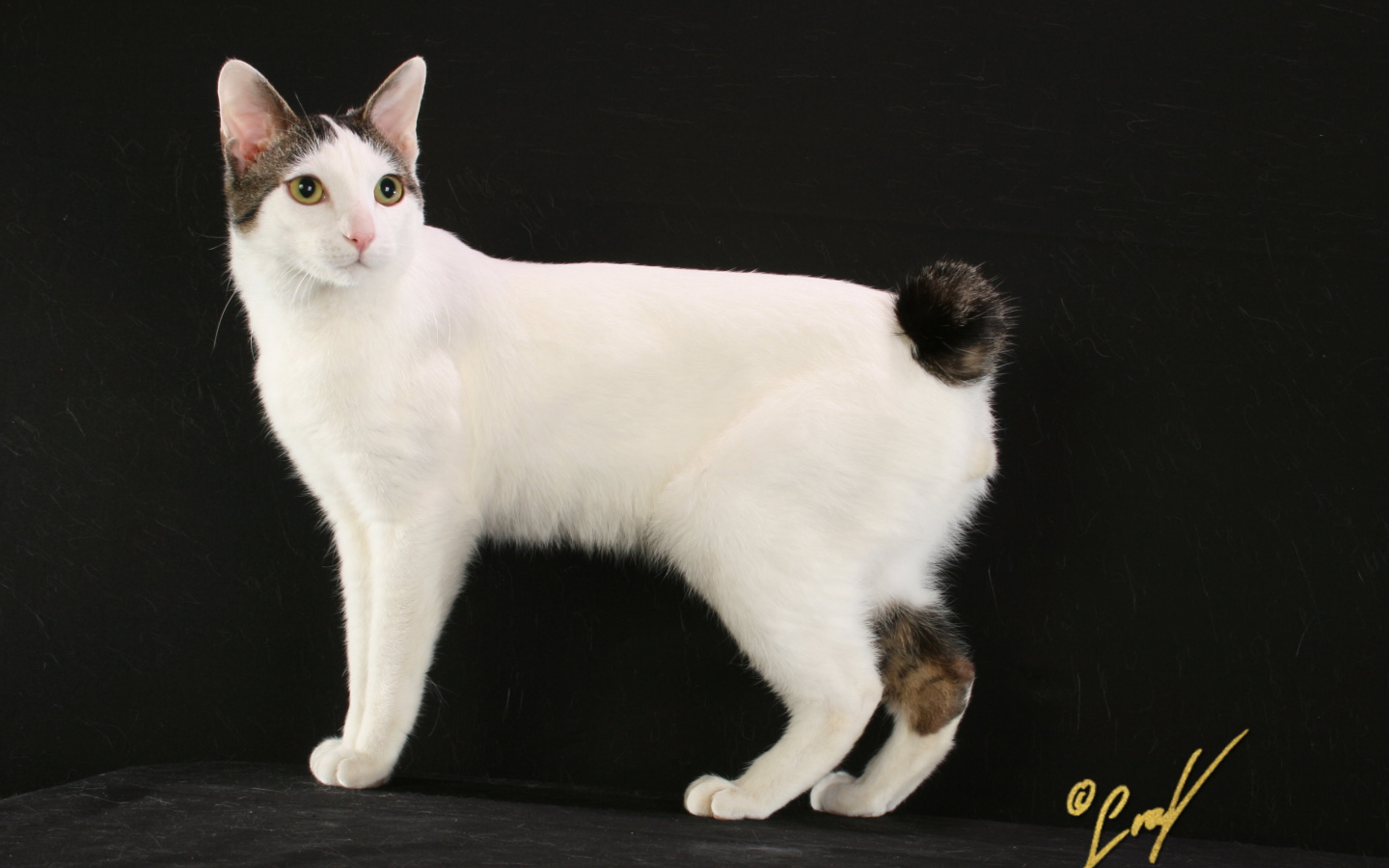 Бело черный японский бобтейл