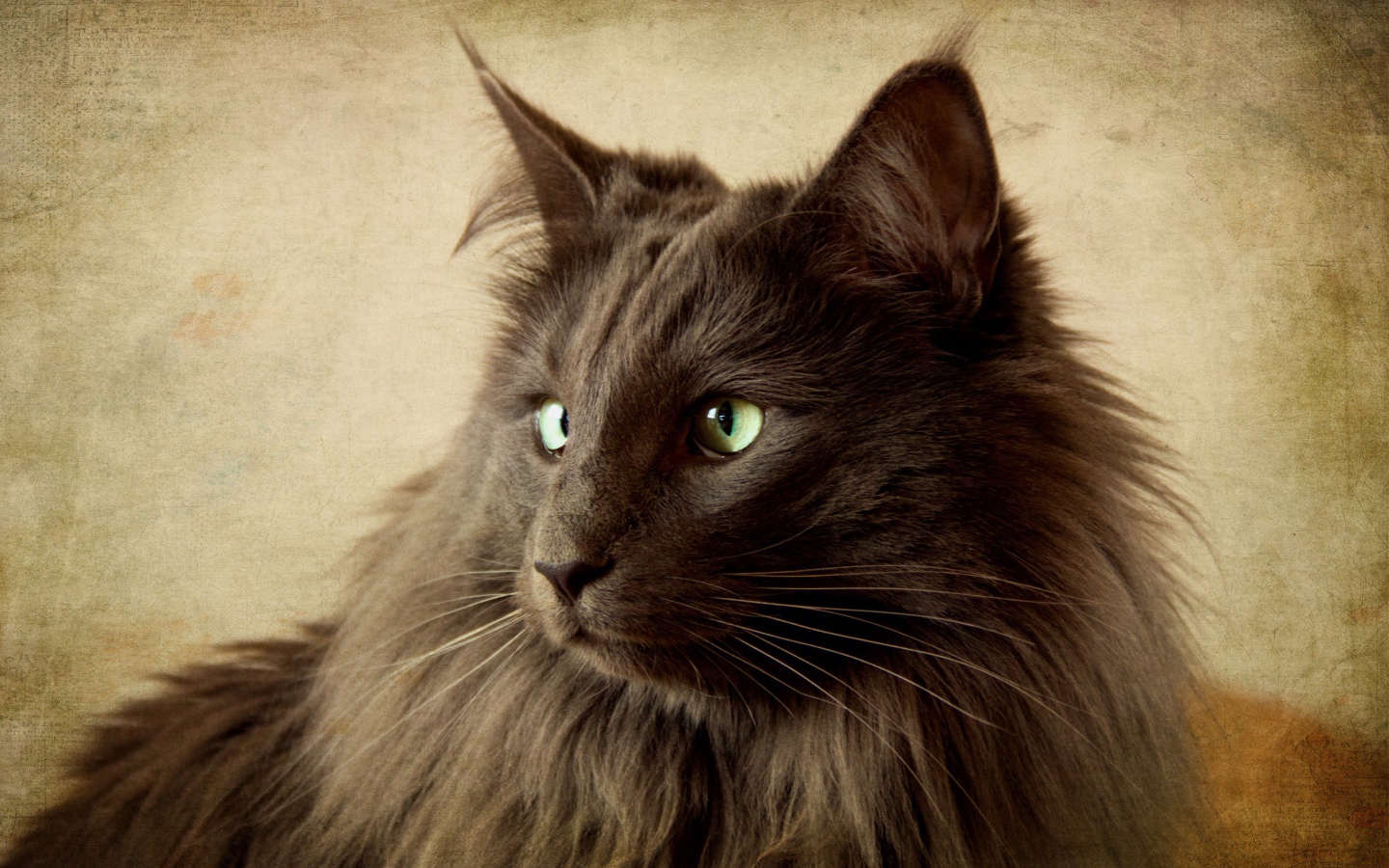 Черный кот нибелунг