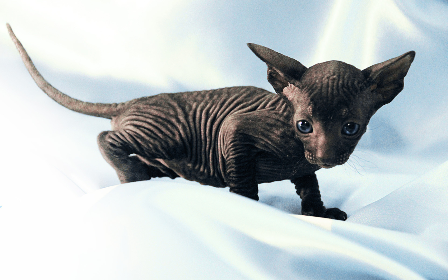 Черный котенок петерболд