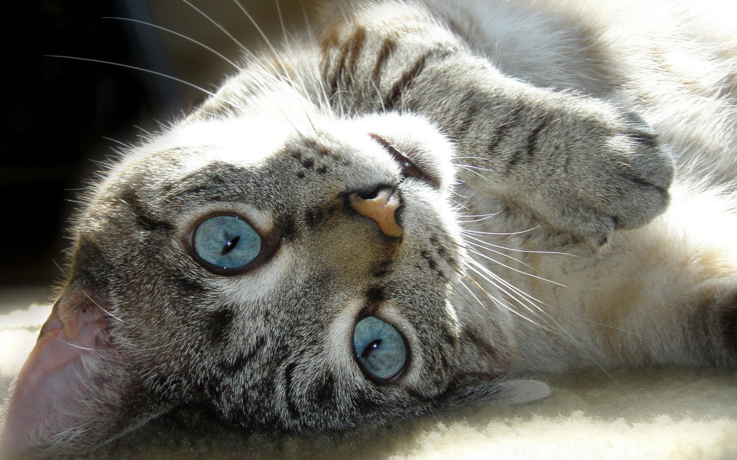 Голубые глаза у балийской кошки