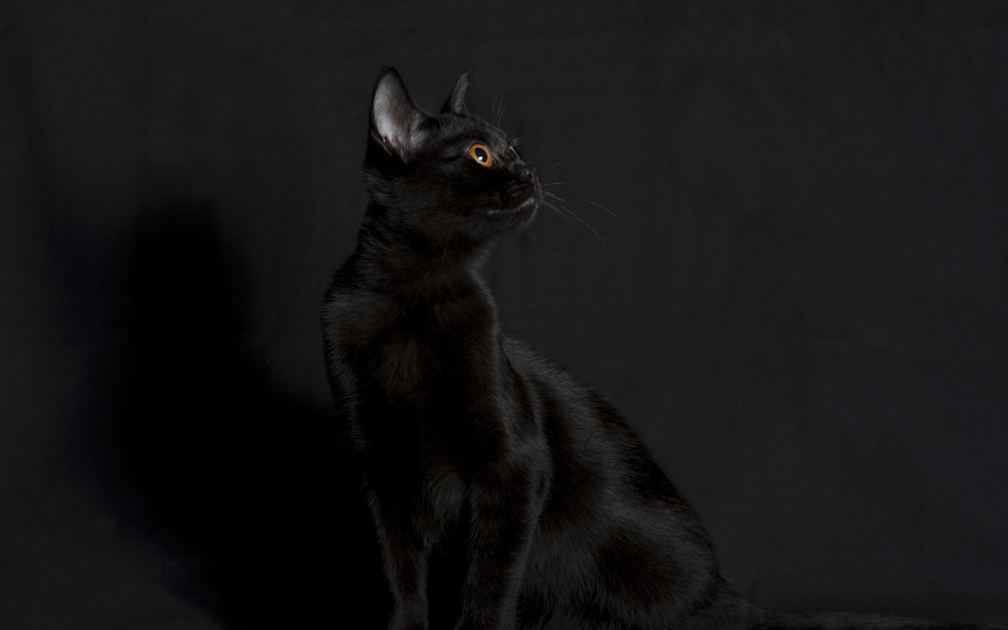 Черная бомбейская кошка на черном фоне