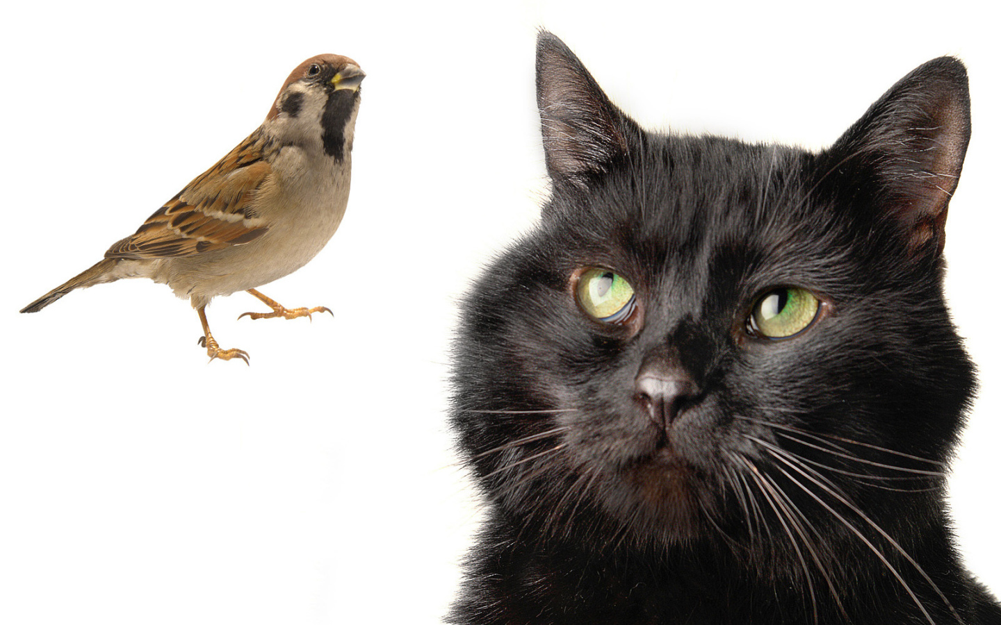 Бомбейская кошка смотрит на птичку