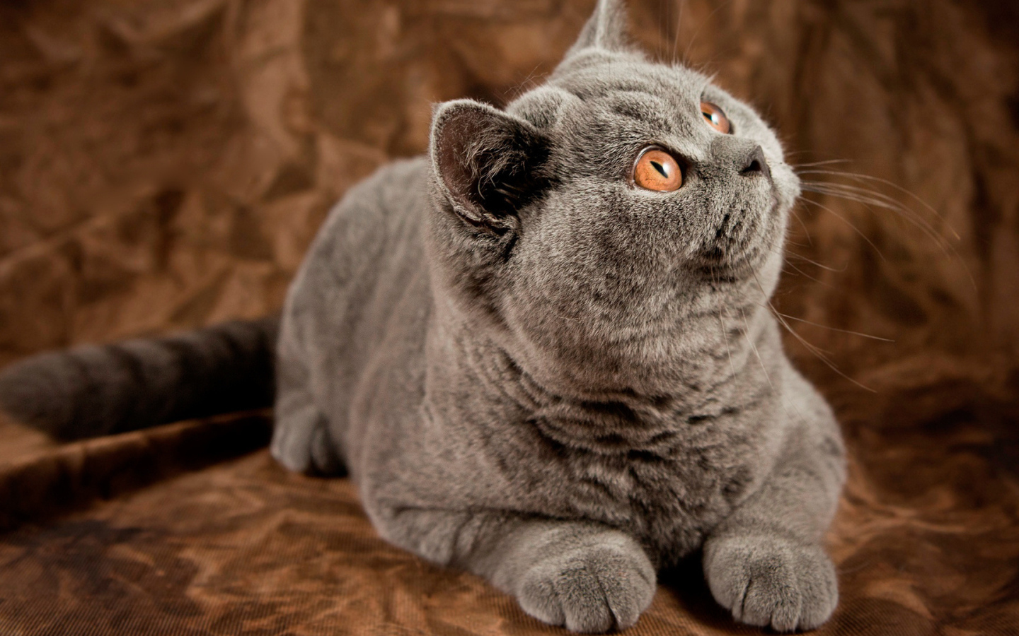 Порода британская длинношерстная кошка