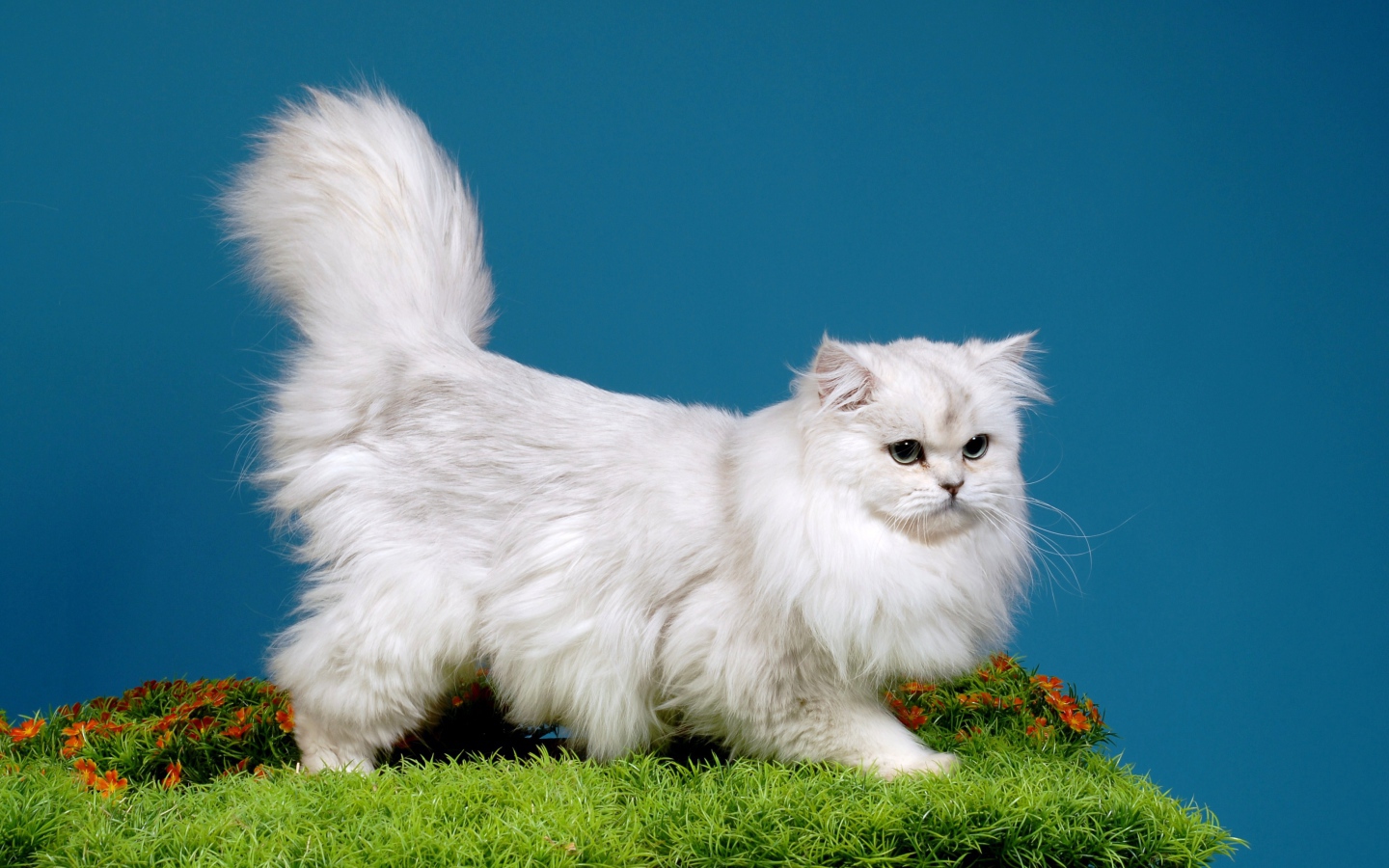 Светлая британская длинношерстная кошка