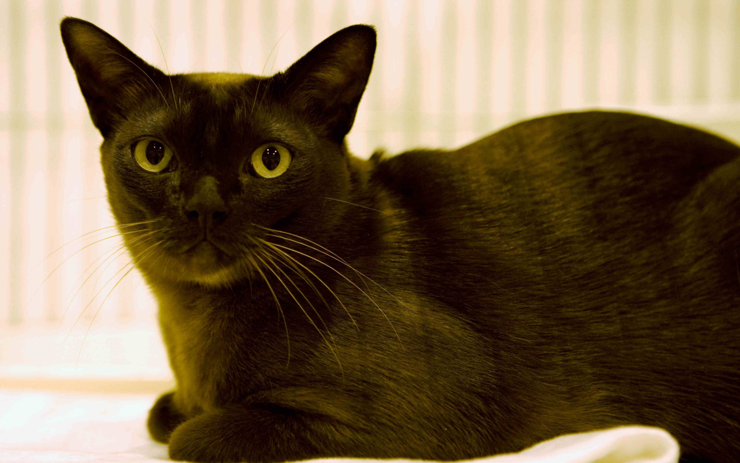 Порода бурманская кошка