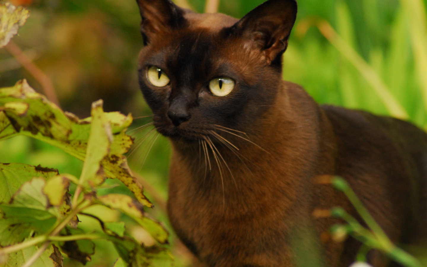 Бурманская кошка среди зелени