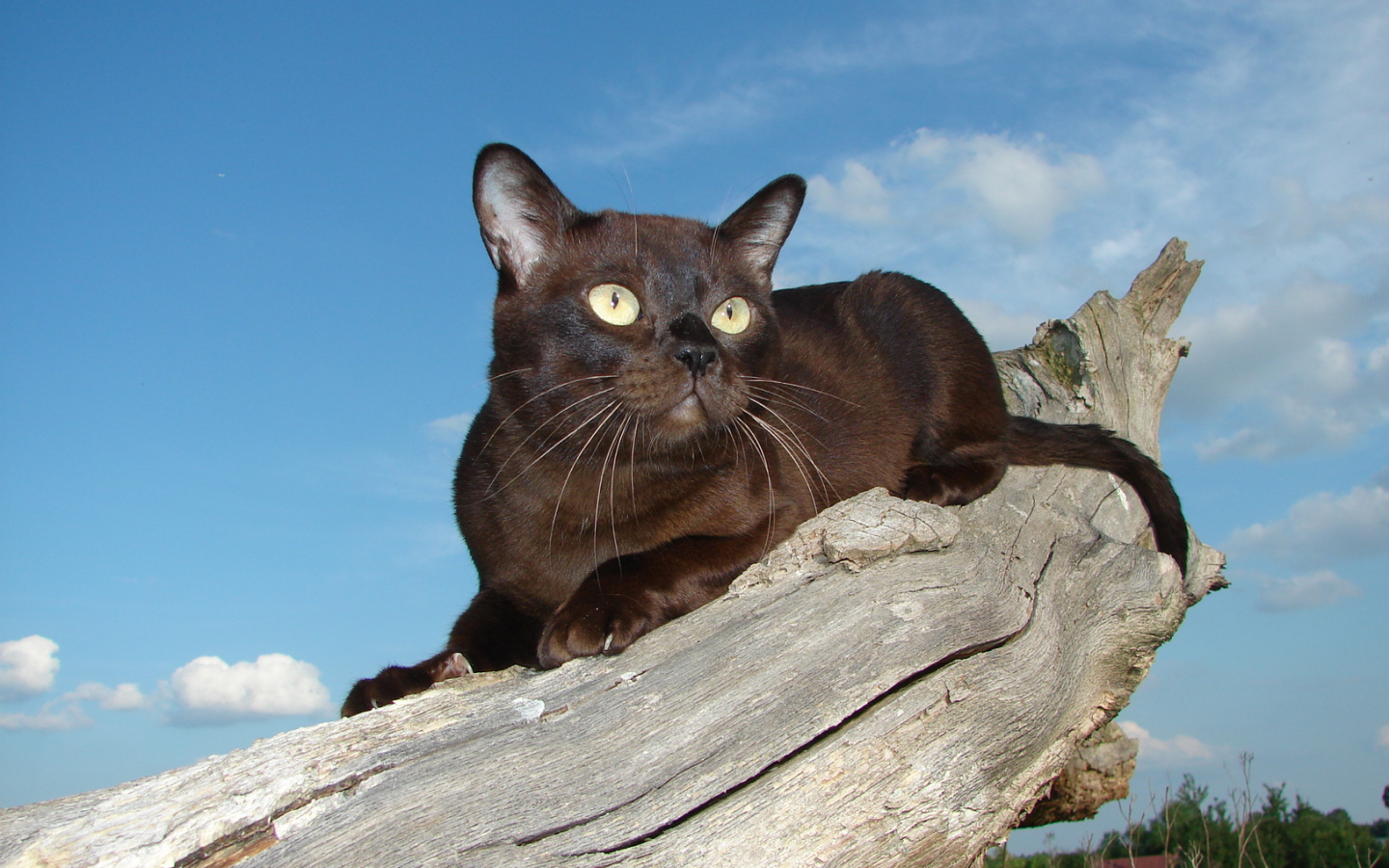 Бурманская кошка на сухом пне
