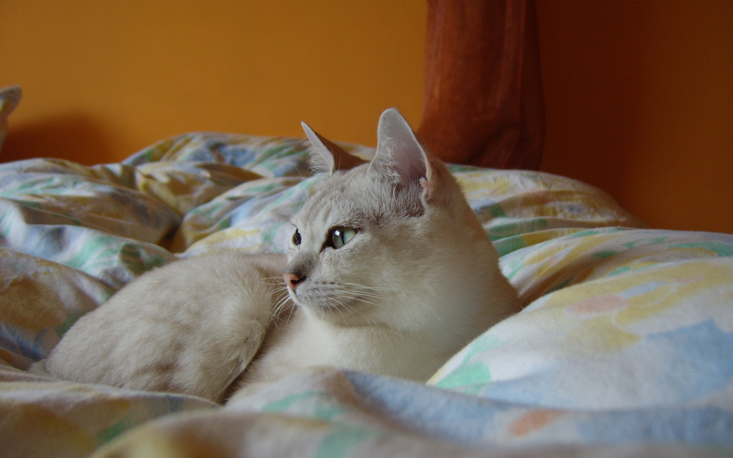 Бурмилла в кровати