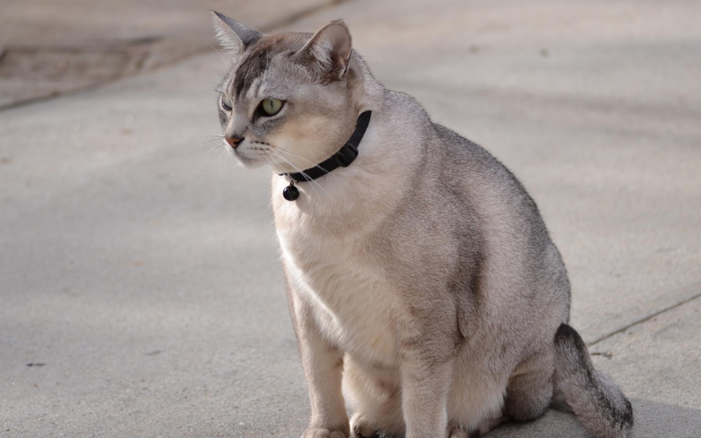 Бурмилла на дорожке