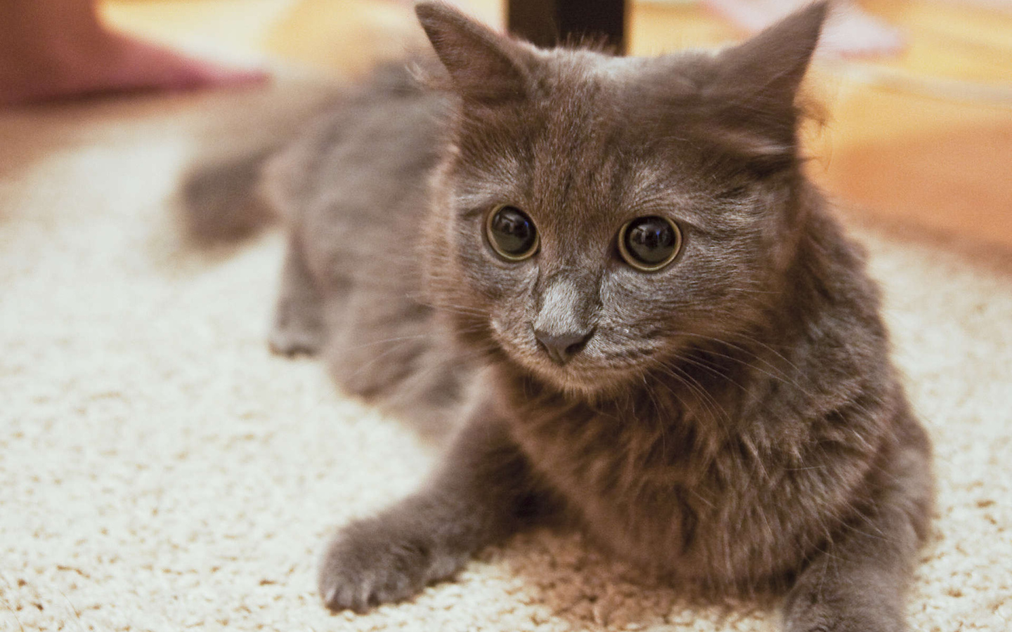 Глаза кота нибелунга