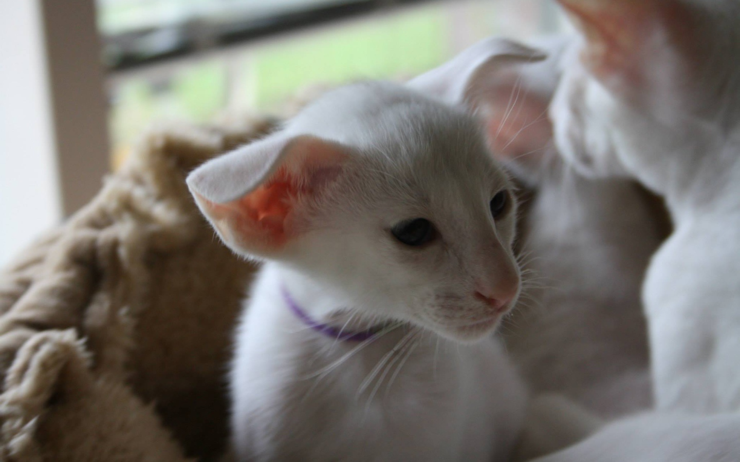 Порода кошек форин вайт