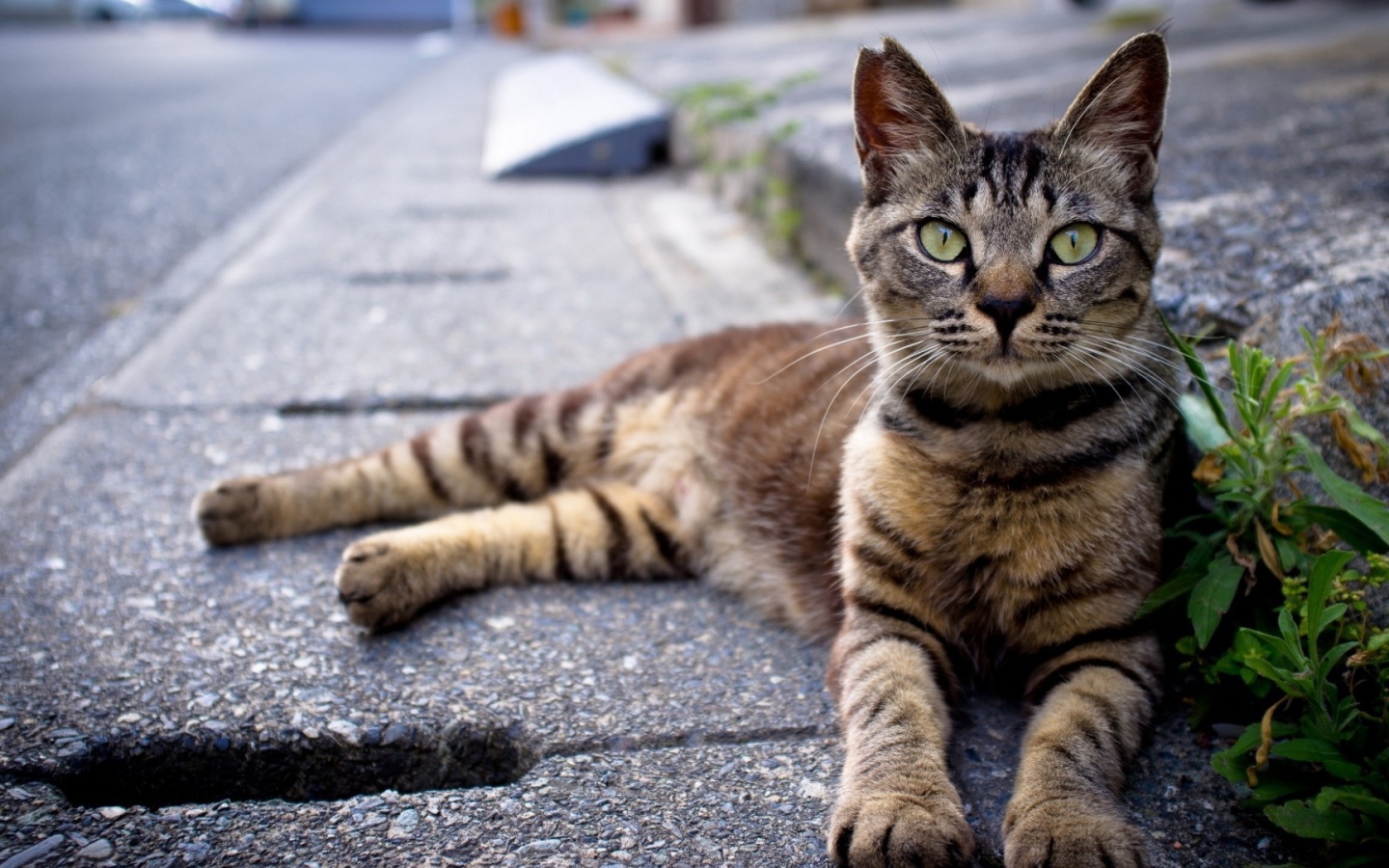 Кот лежит на улице