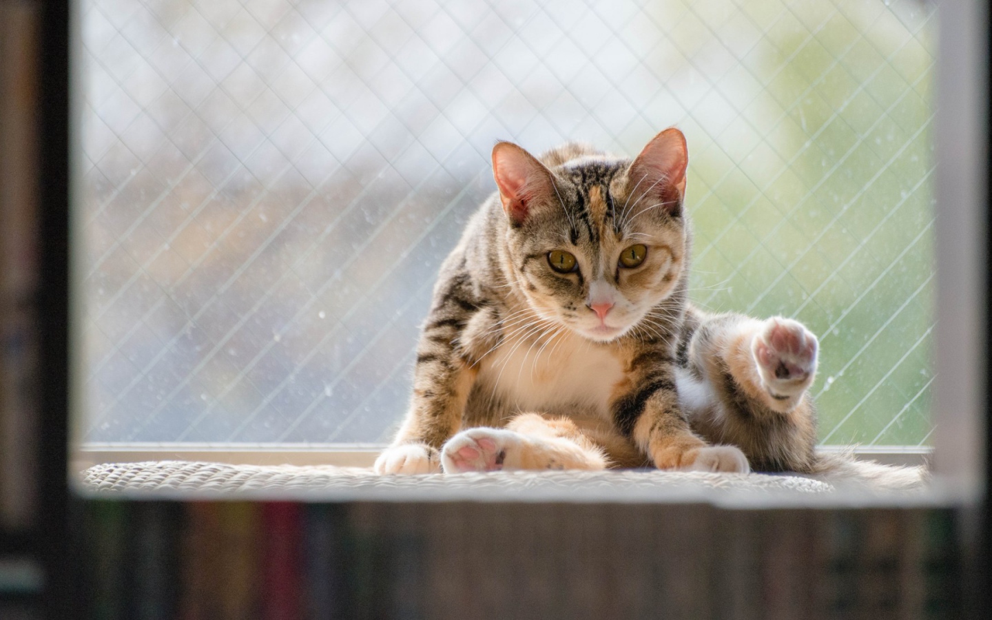 Kот на подоконнике