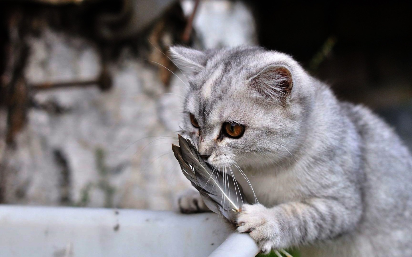 Кот играет с перьями