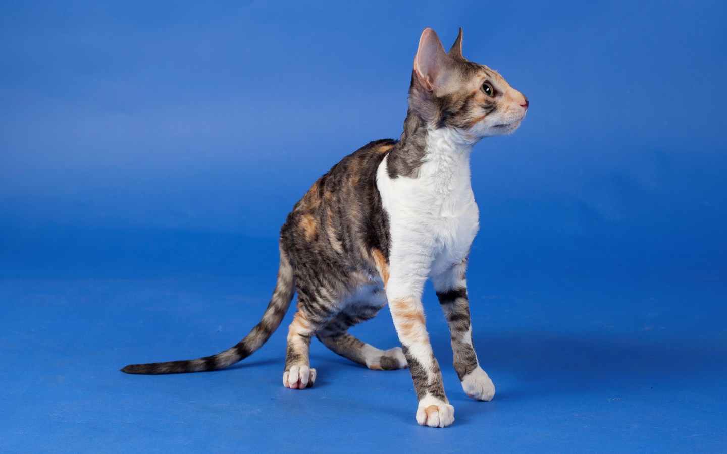 Корниш рекс на голубом фоне