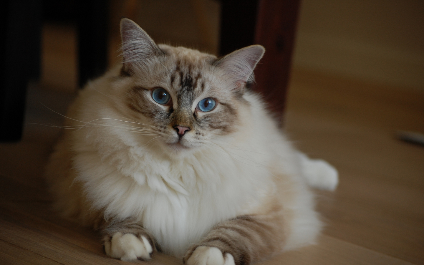 Милая кошка рэгдолл