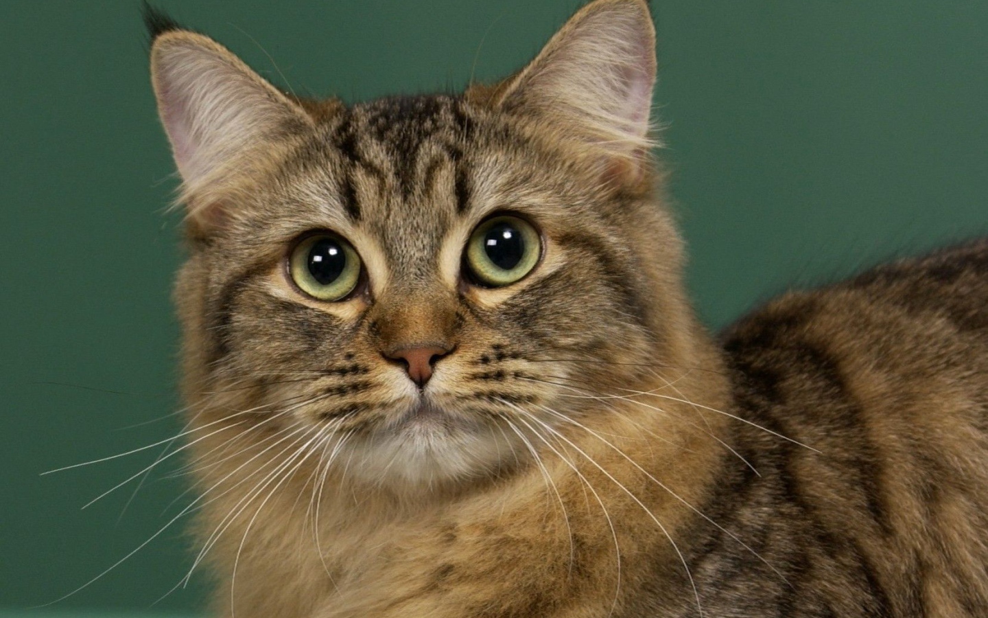 Милашка американский бобтейл