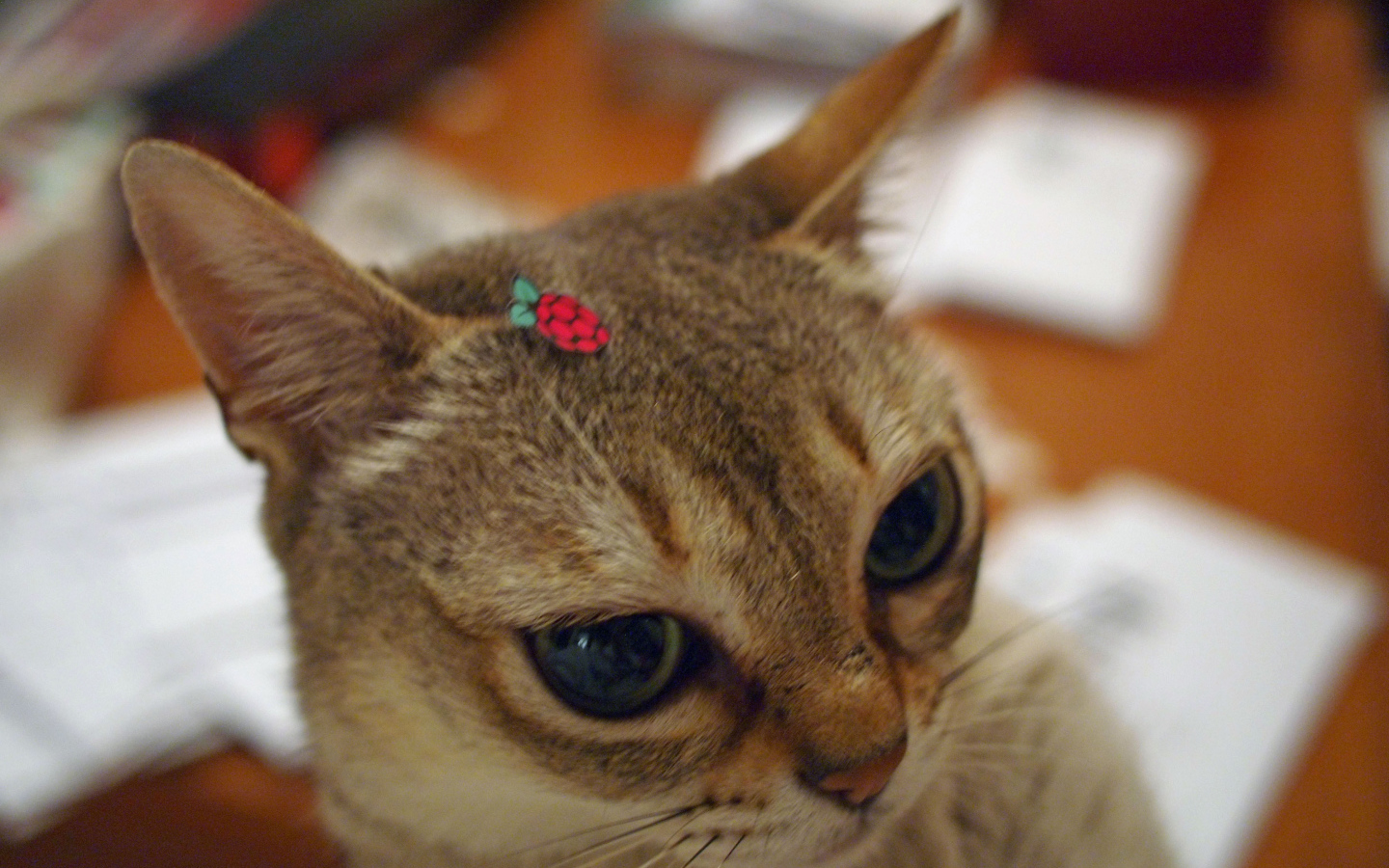 Украшение для сингапурской кошки