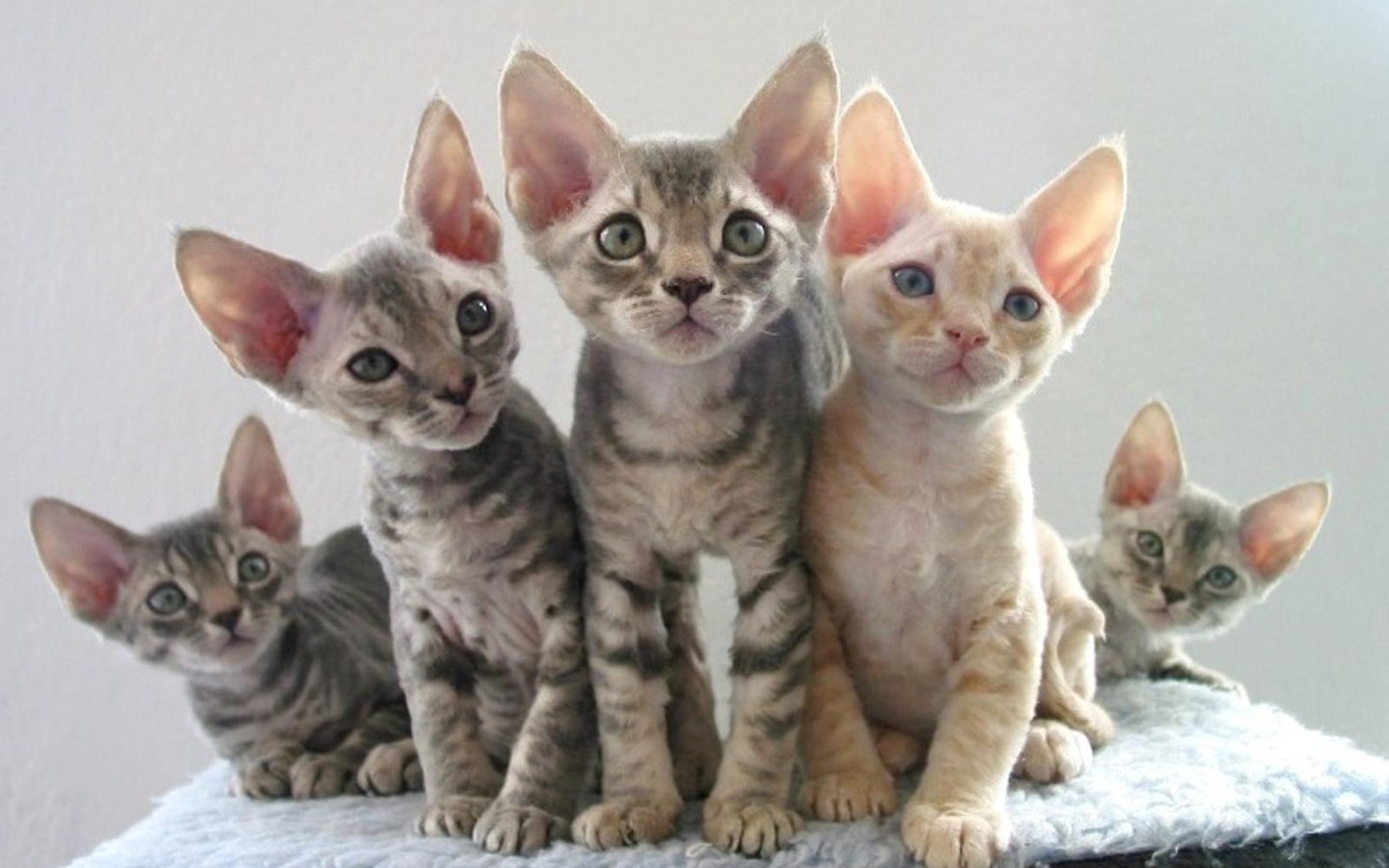 Котята девон-рекс