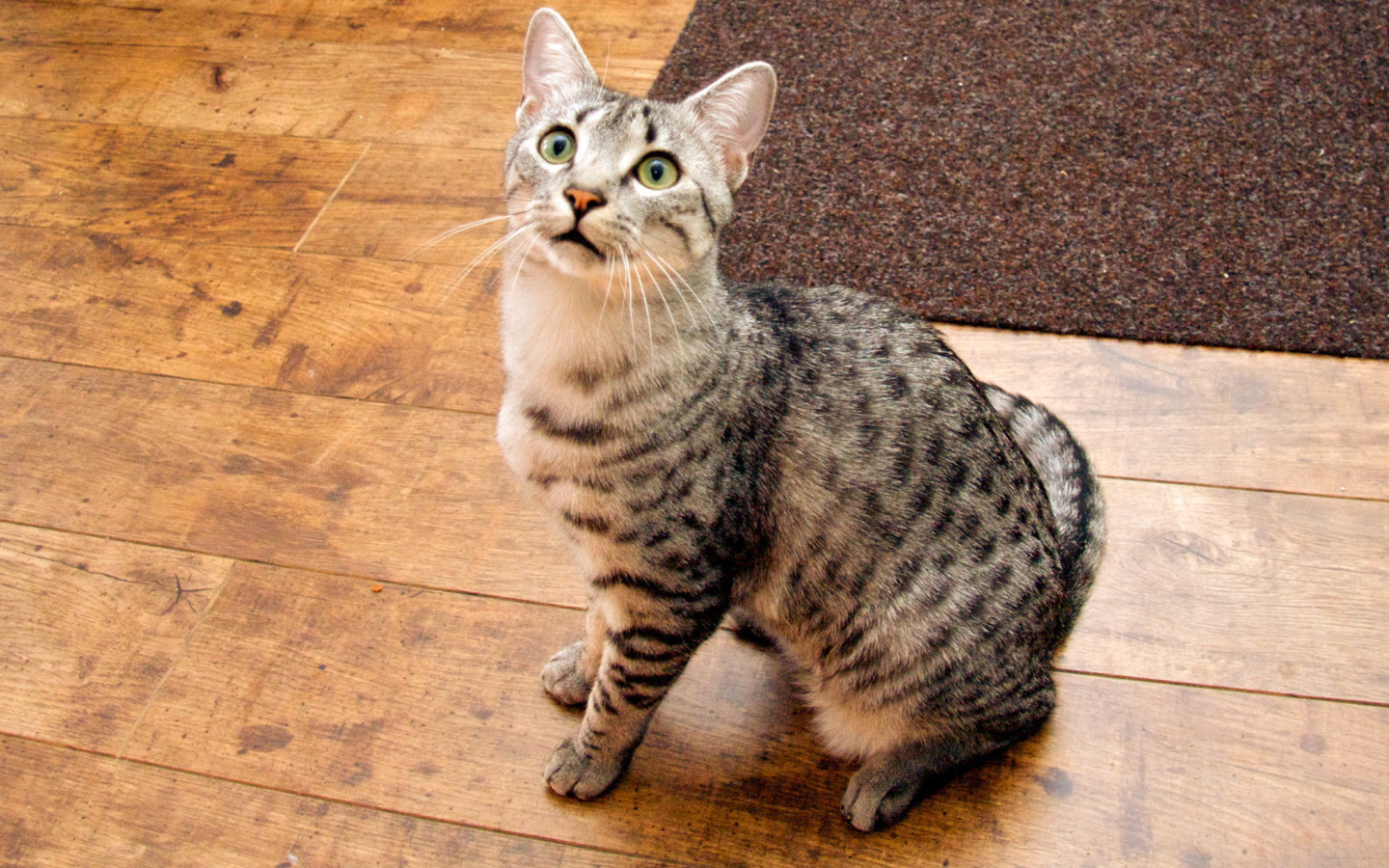 Кошка египетская мау  на полу