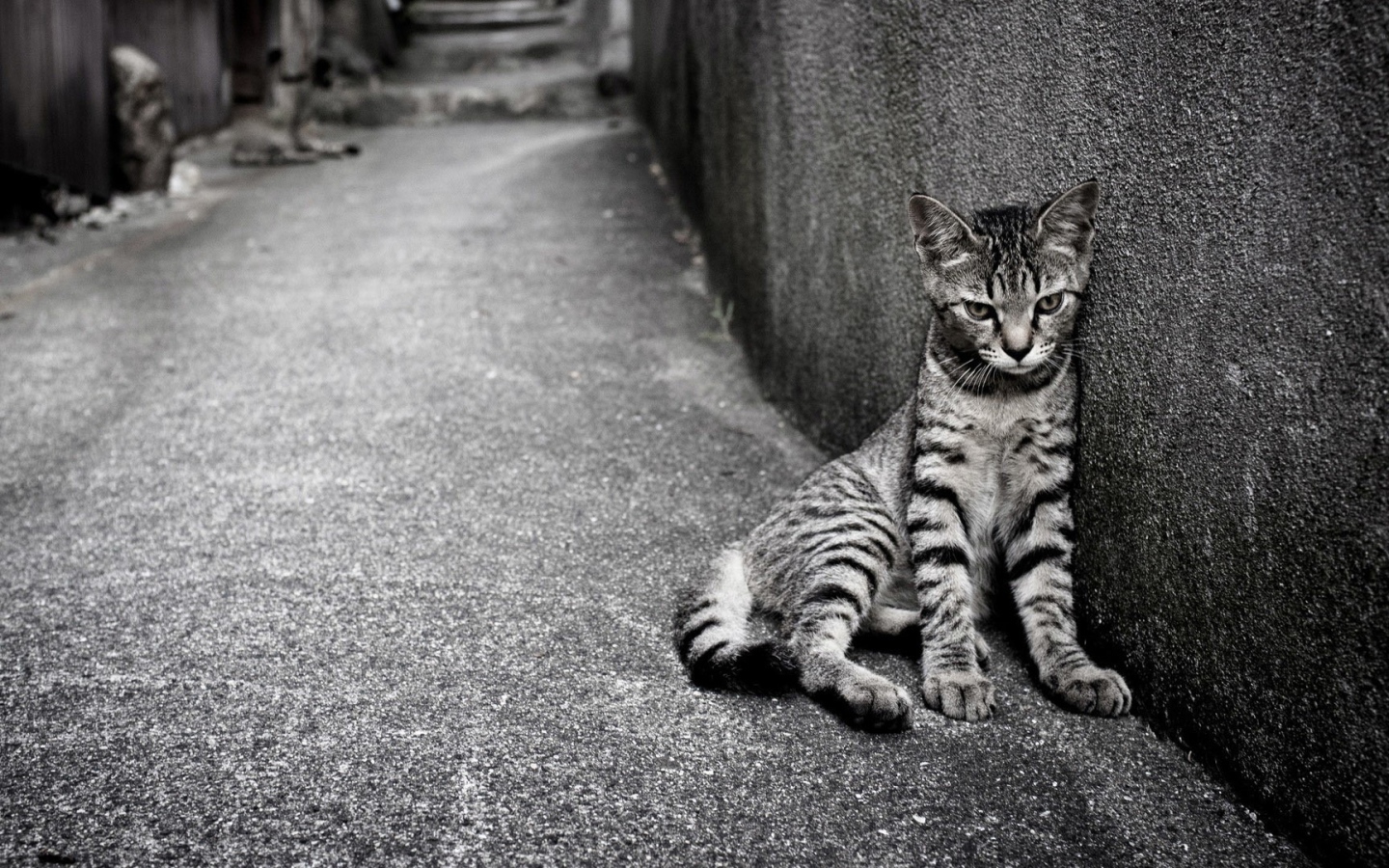 Кошка египетская мау на улице