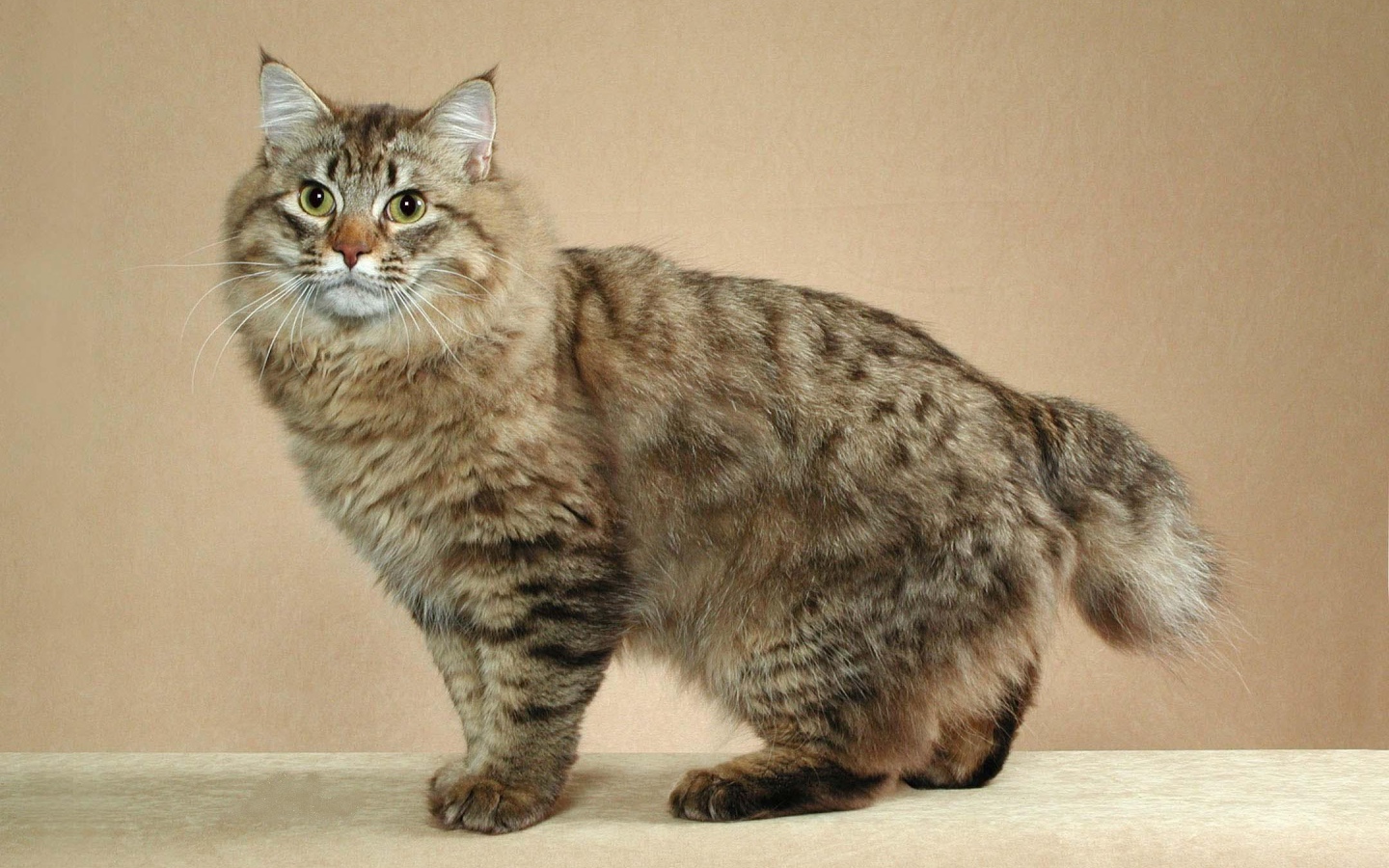 Пушистый японский бобтейл