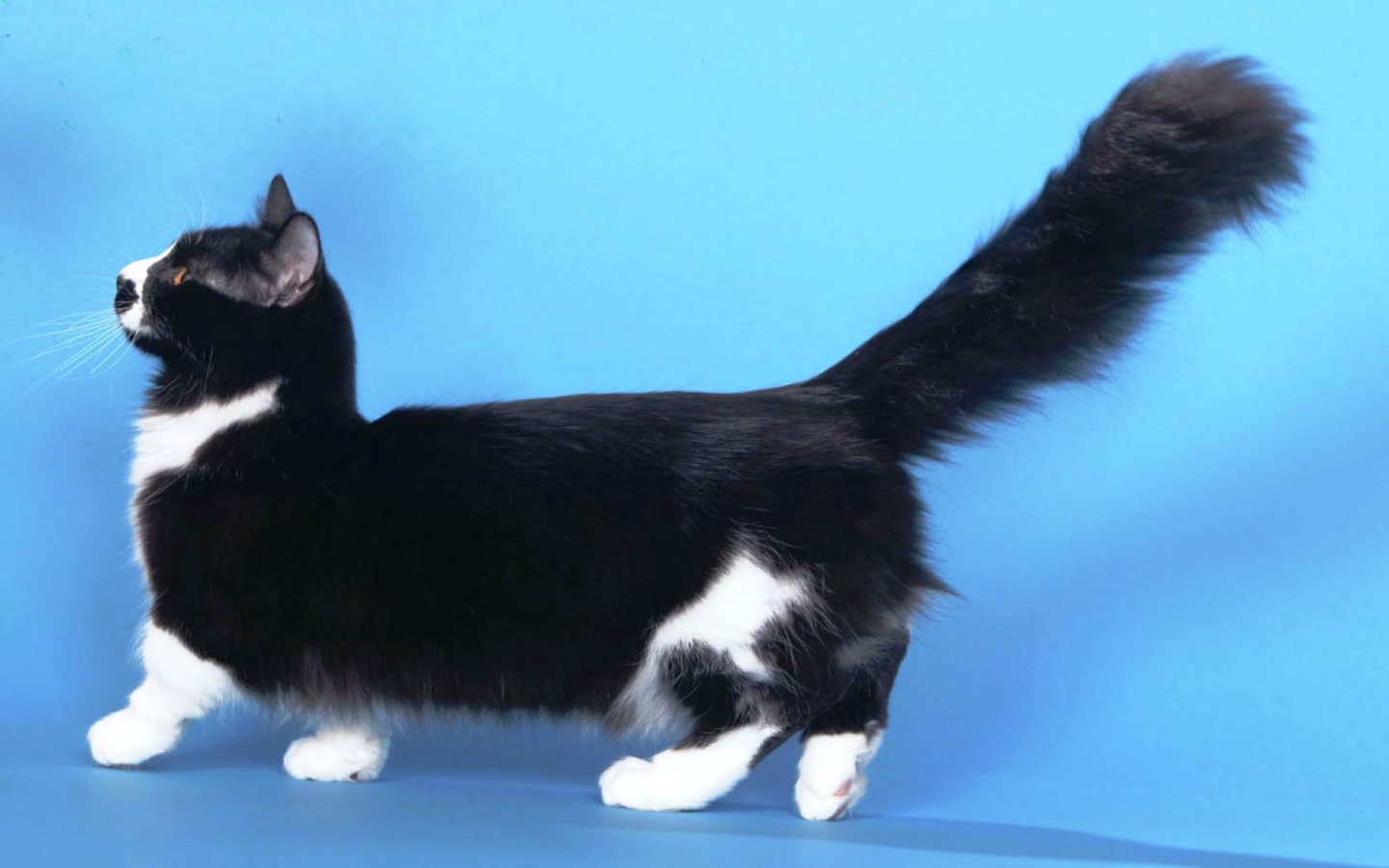 Пушистая кошка манчкин