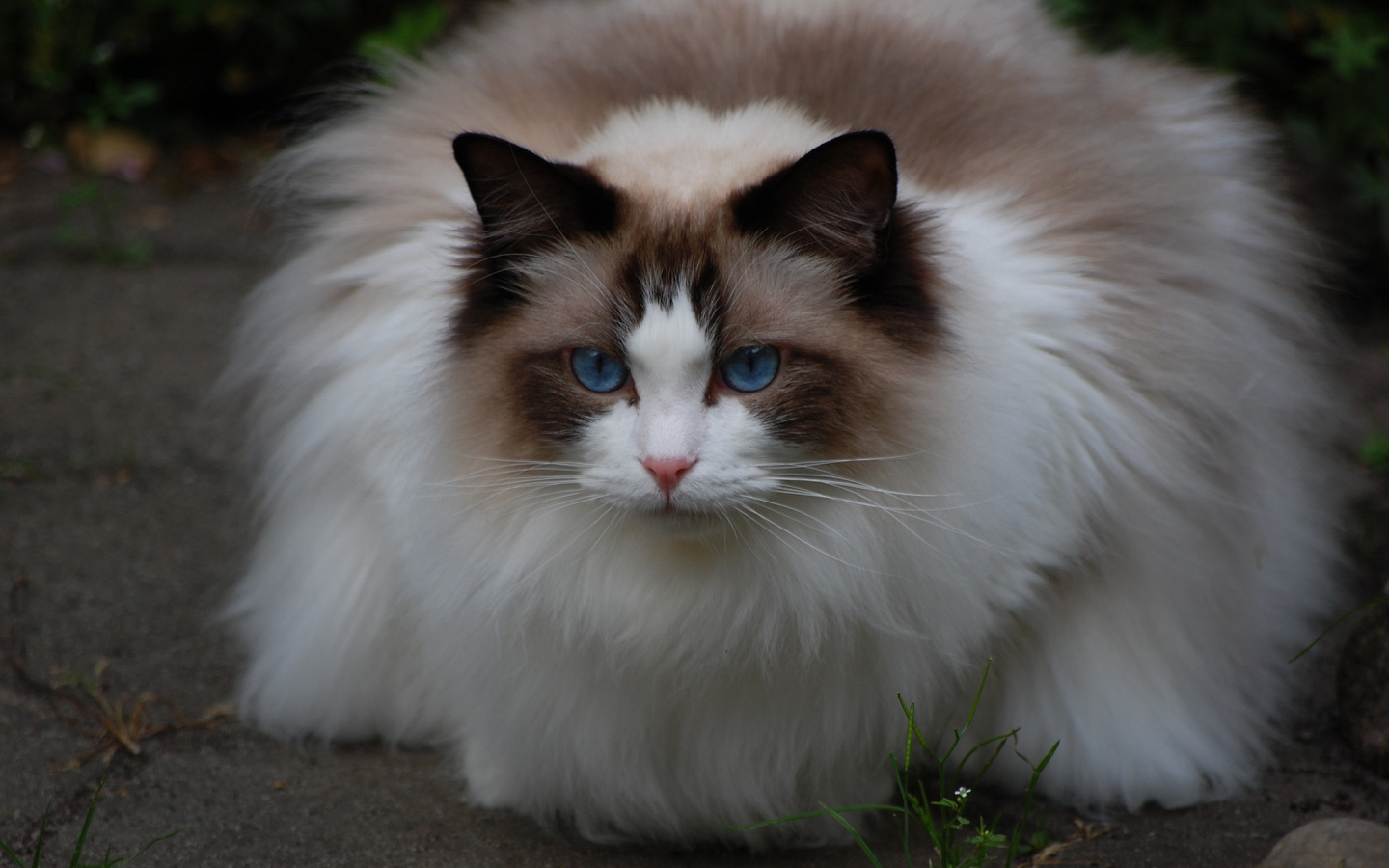 Пушистая кошка рэгдолл