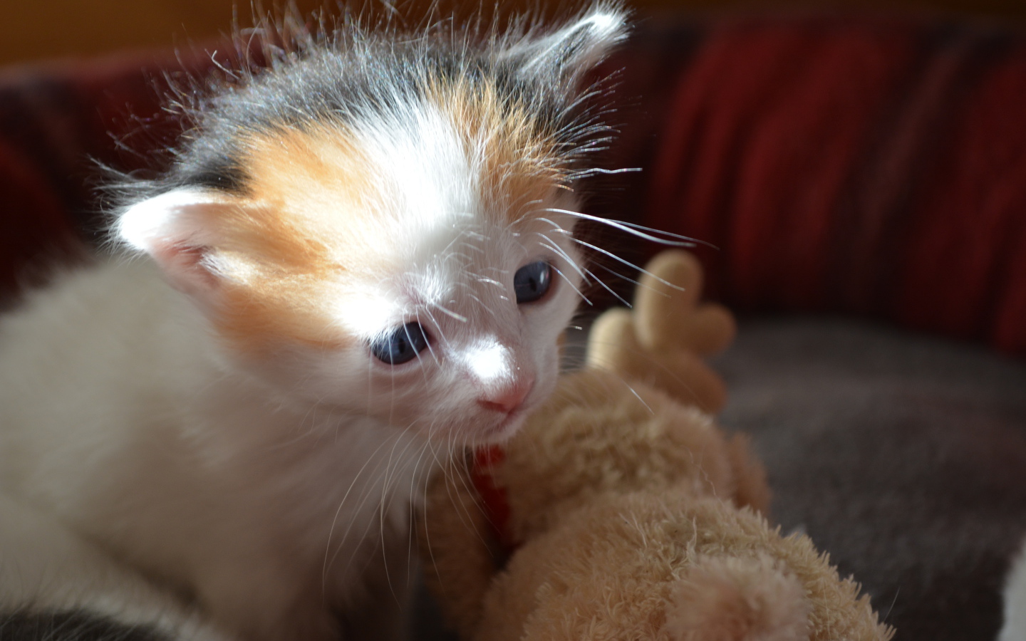 Пушистый котенок японского бобтейла