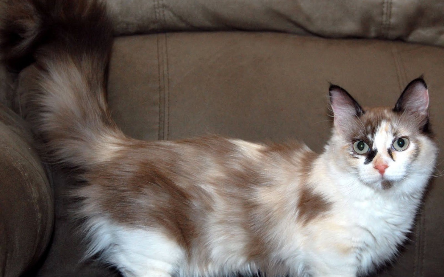 Пушистый хвост кошки манчкин