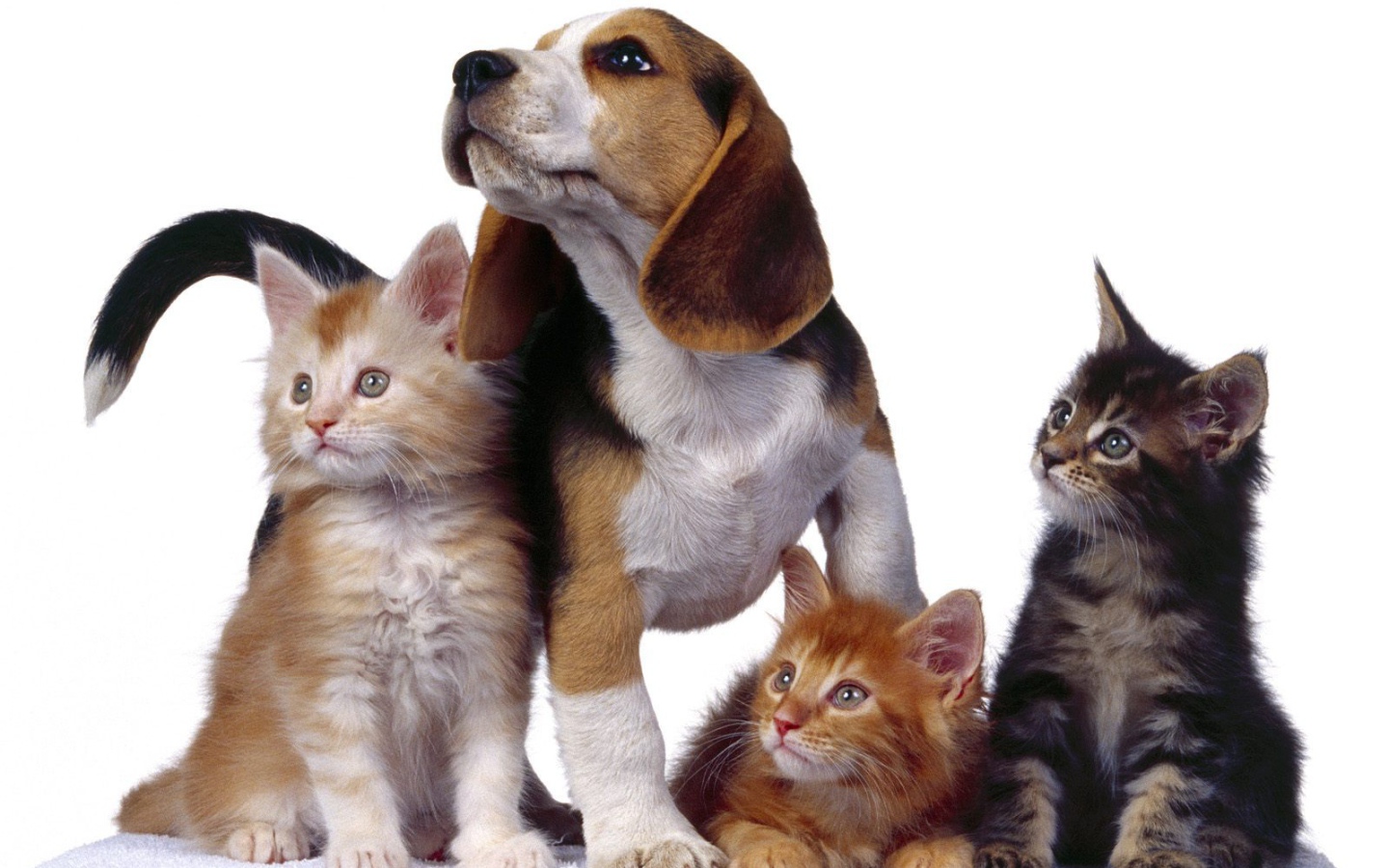 Четыре друга