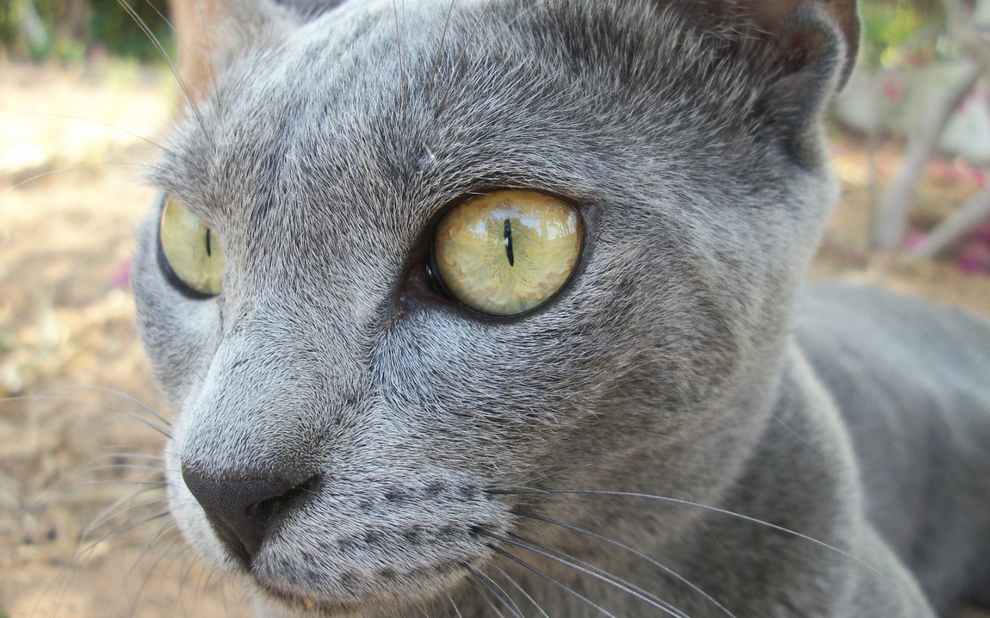 Забавный кот корат