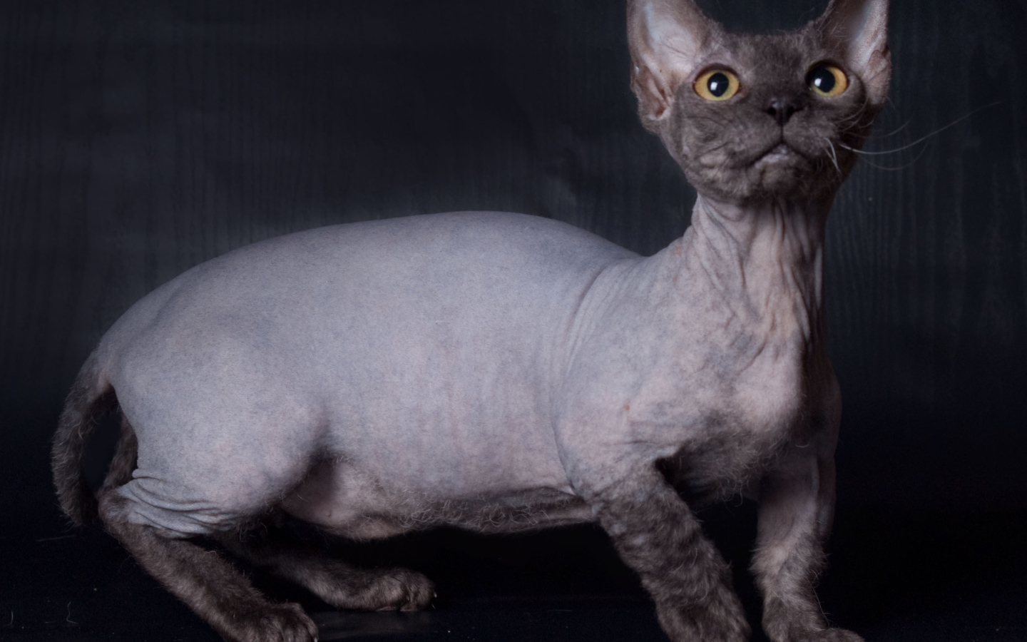 Забавный кот минскин