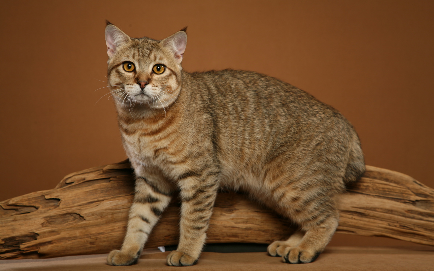 Забавный кот пиксибоб