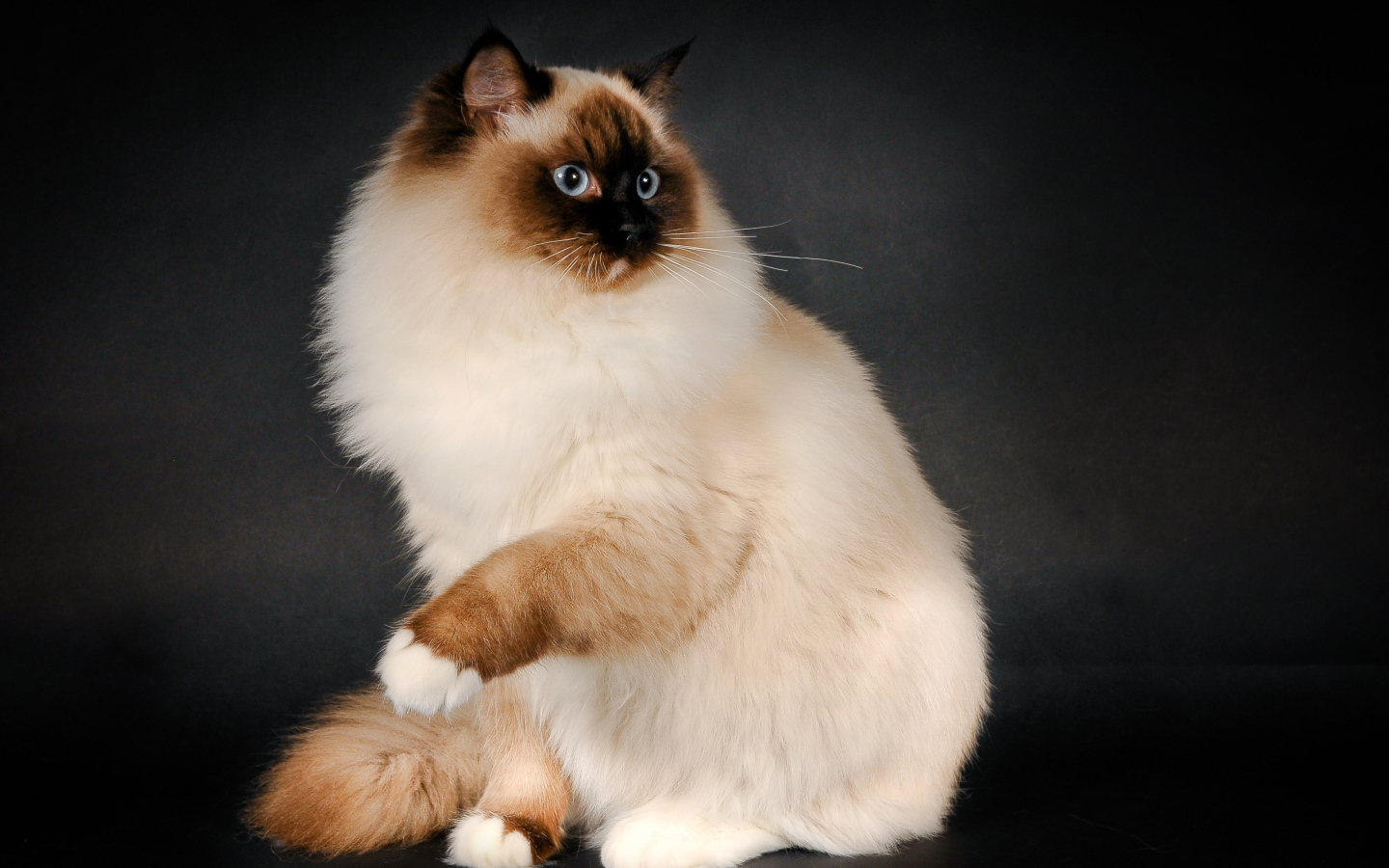 Забавная кошка рэгдолл