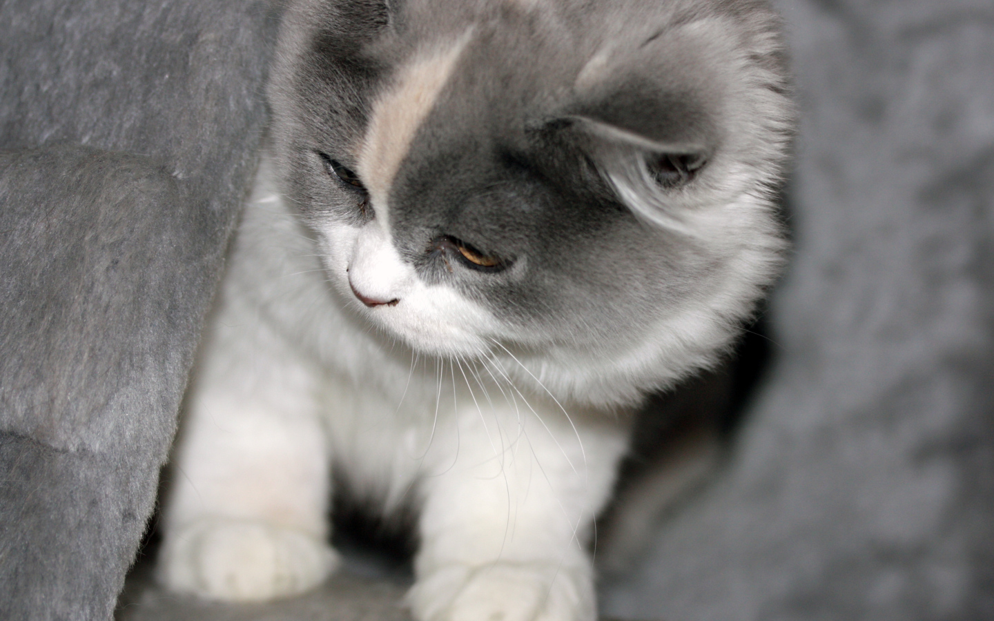 Забавный котенок британской длинношерстной кошки