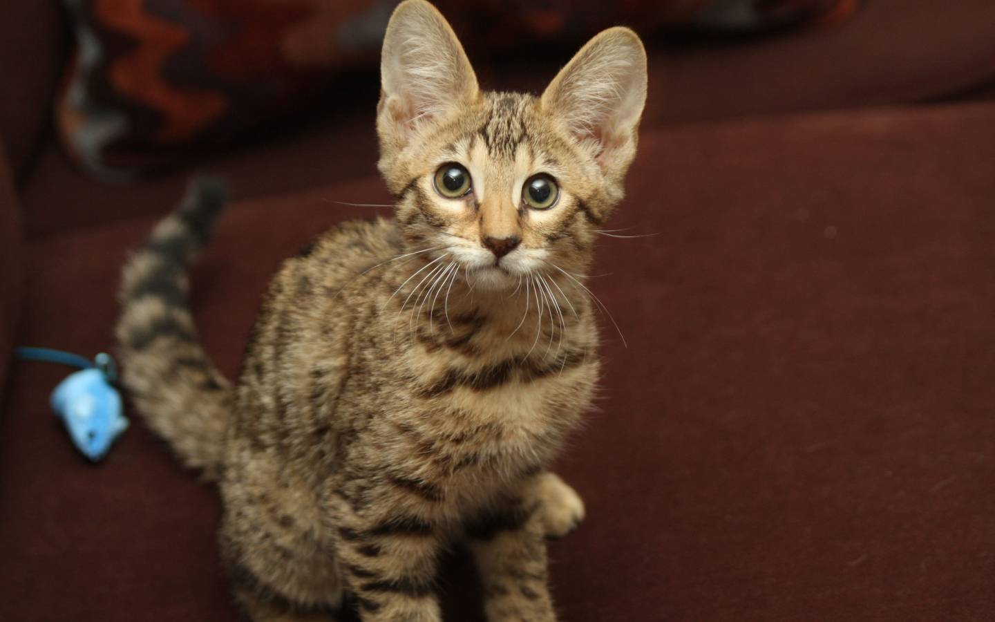 Забавный котенок саванна