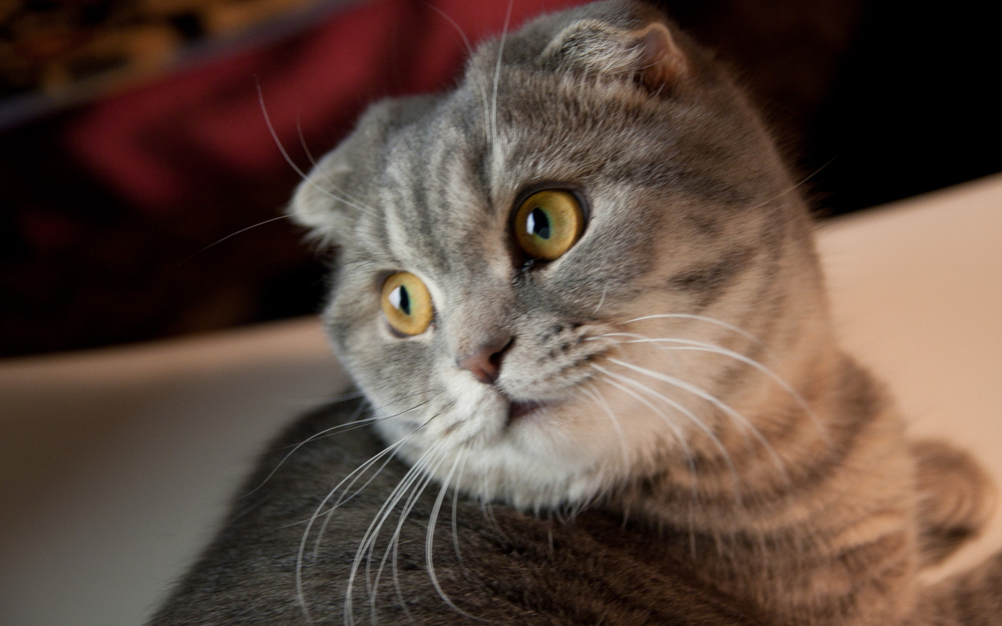 Забавная шотландская кошка