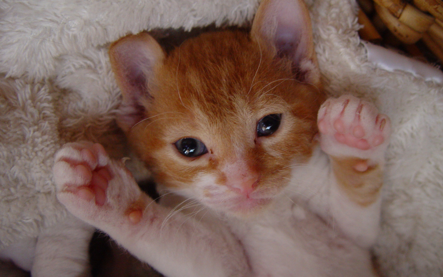 Котенок немецкий рекс