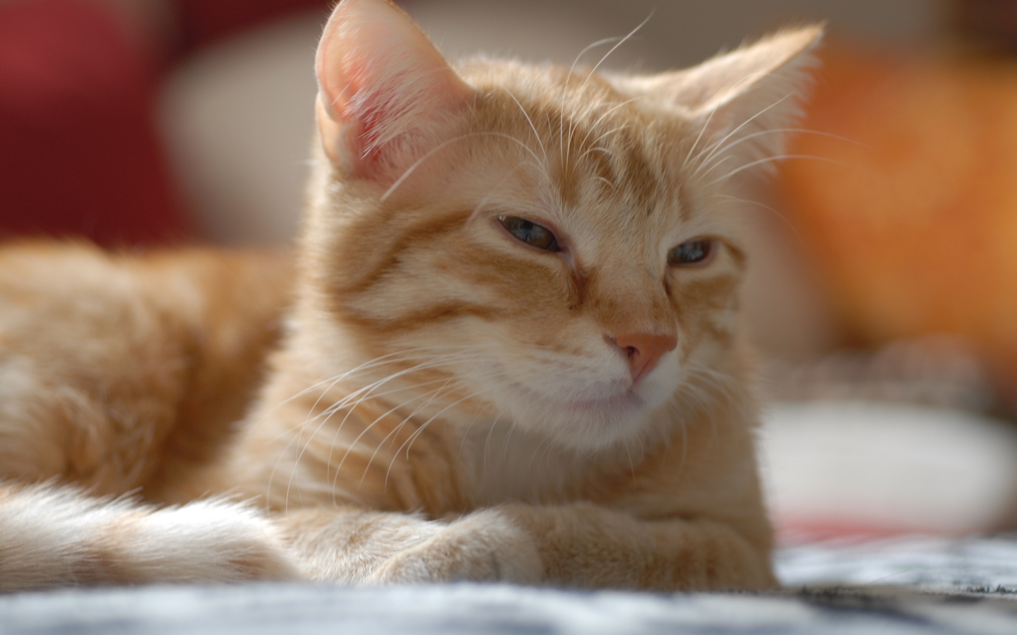 Рыжий котенок европейской короткошерстной кошки