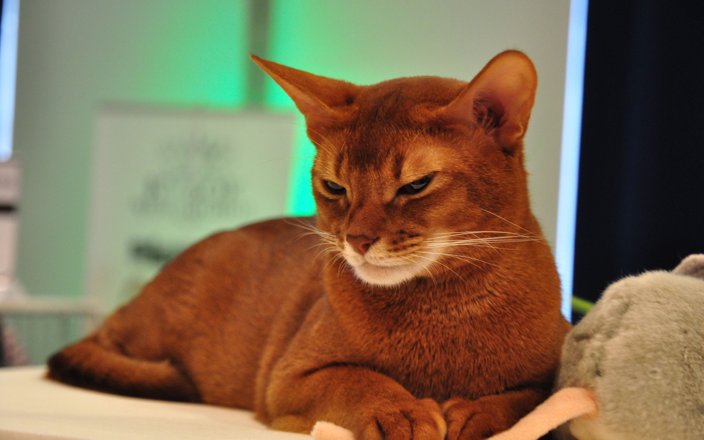 Хмурая абиссинская кошка