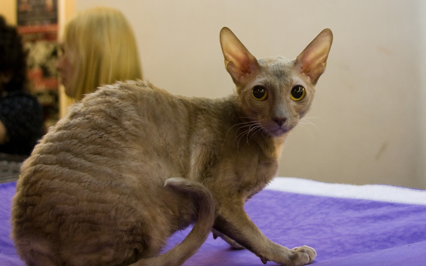 Серый корниш рекс