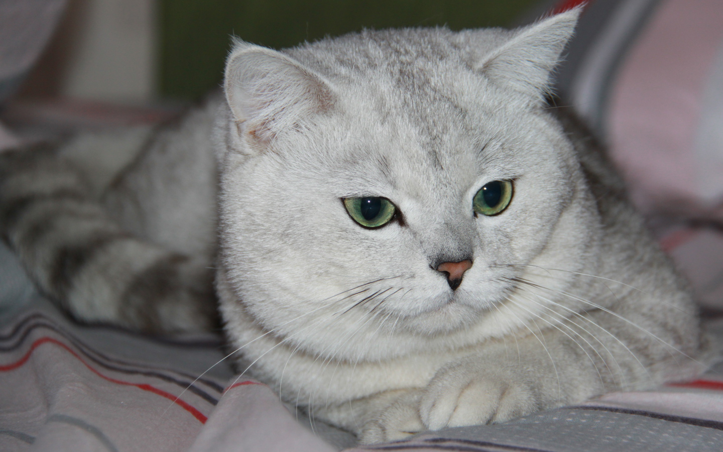 Зеленоглазая британская короткошерстная кошка