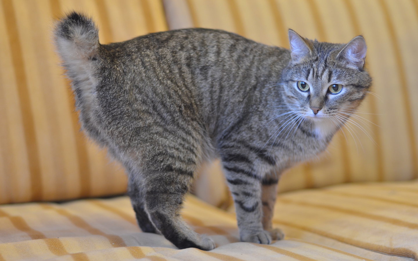 Серый курильский бобтейл на диване