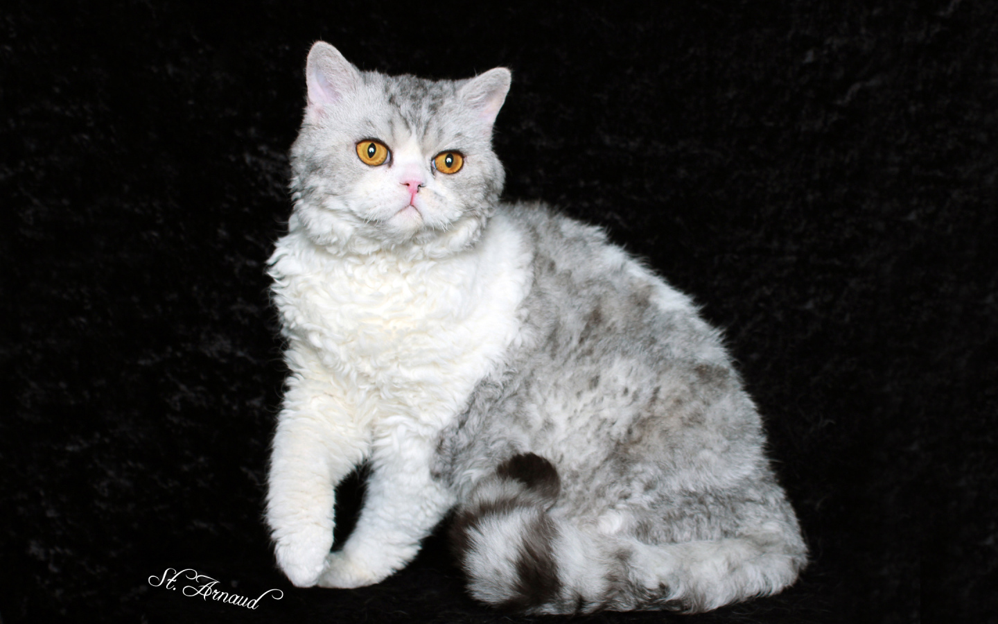 Серый селкирк рекс