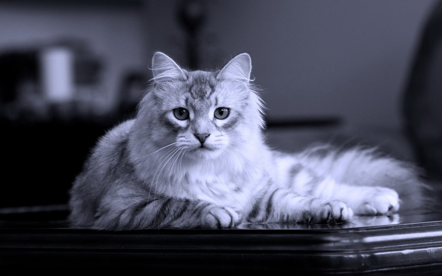 Серый кот на черном столе