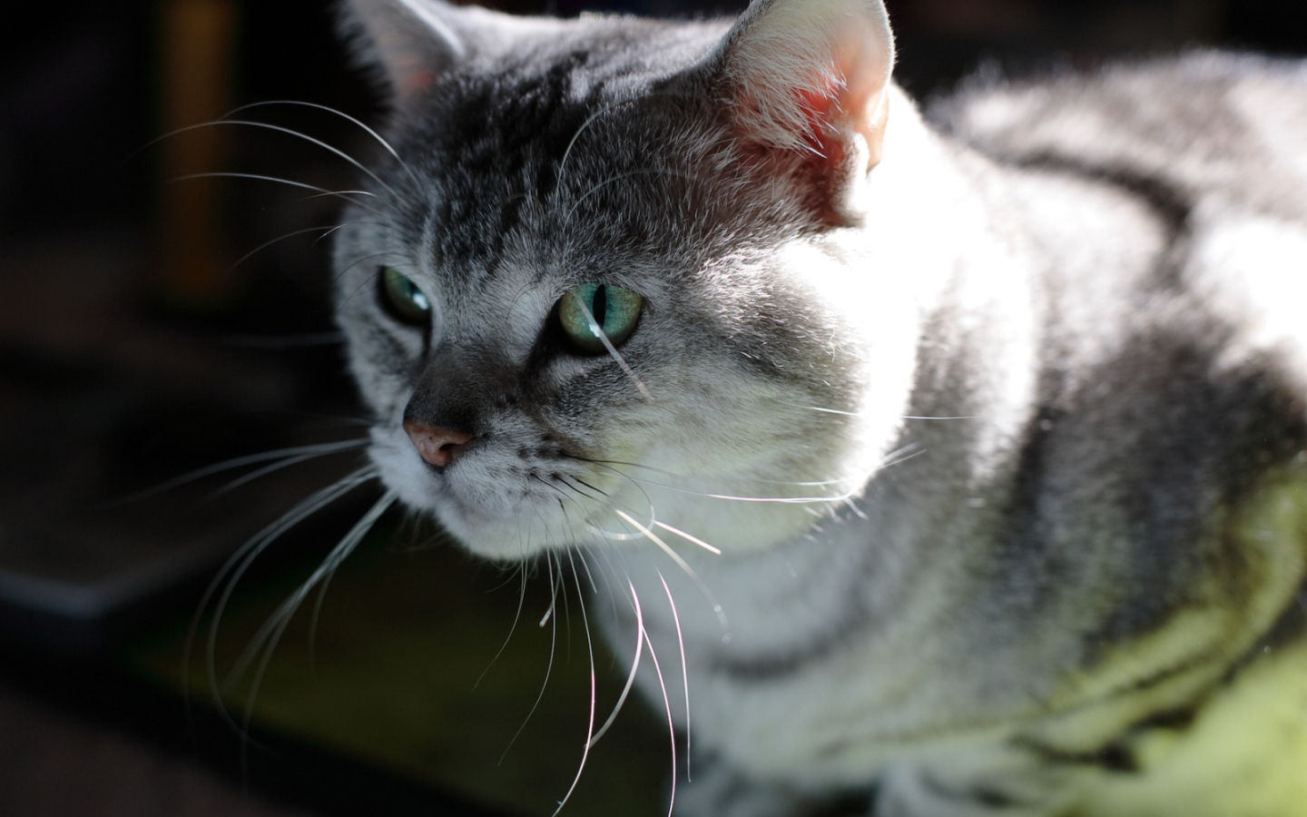Серый усатый кот